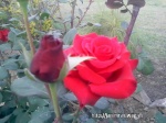Imrankhan439 Flowers14